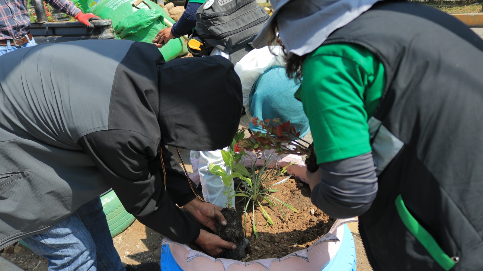 PLANTAS