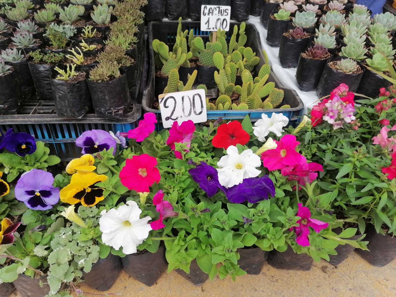 PLANTAS